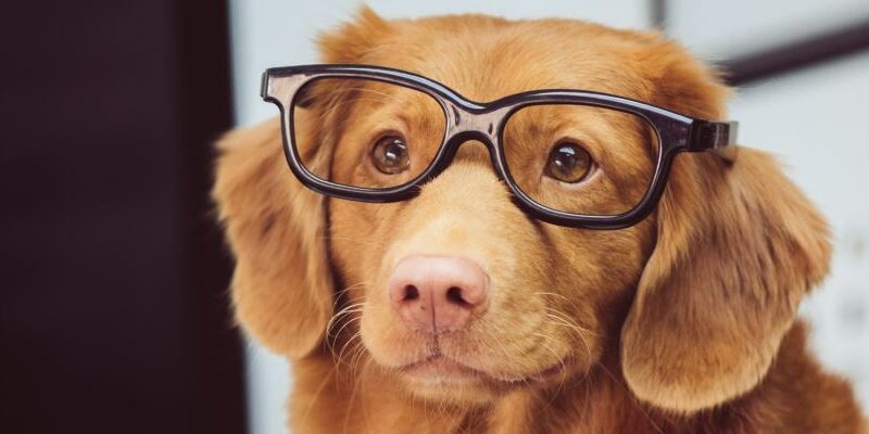 Instagram dla psa lub kota