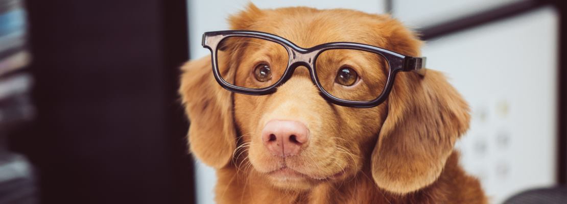 Instagram dla psa lub kota